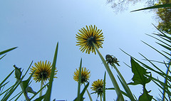 springflowers1-creativecommons
